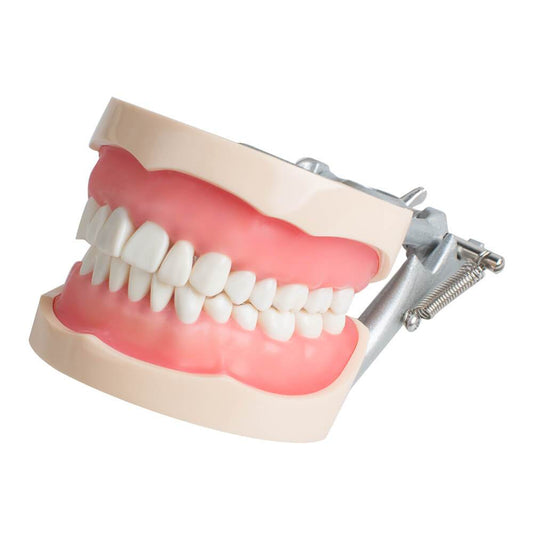 Modell Dental Universalplatte 200H Typ Herausnehmbare Zähne