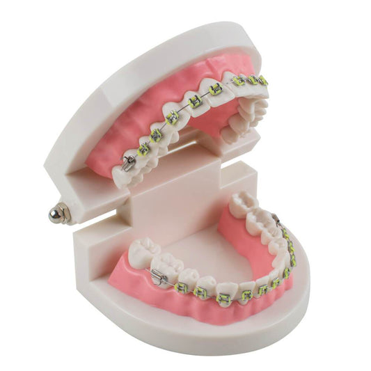 Dental Teach Study Adult Typodont Modelo de dientes de demostración con soportes