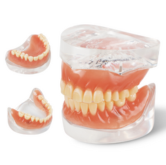 Dental Teach Study Standard-Demonstrationsmodellzähne für Erwachsene