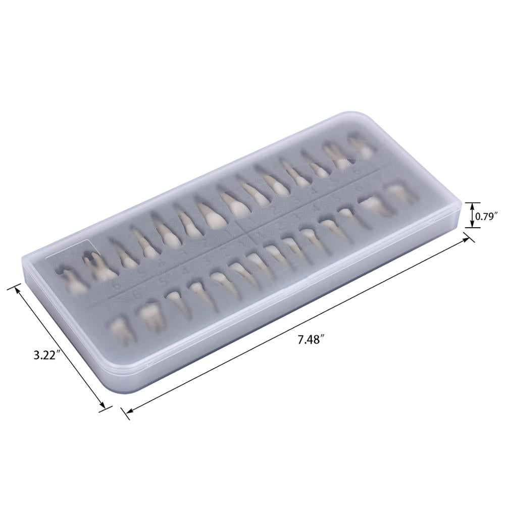 28PCS 1: 1 modello di studio di dimostrazione dei denti dell'impianto dentale