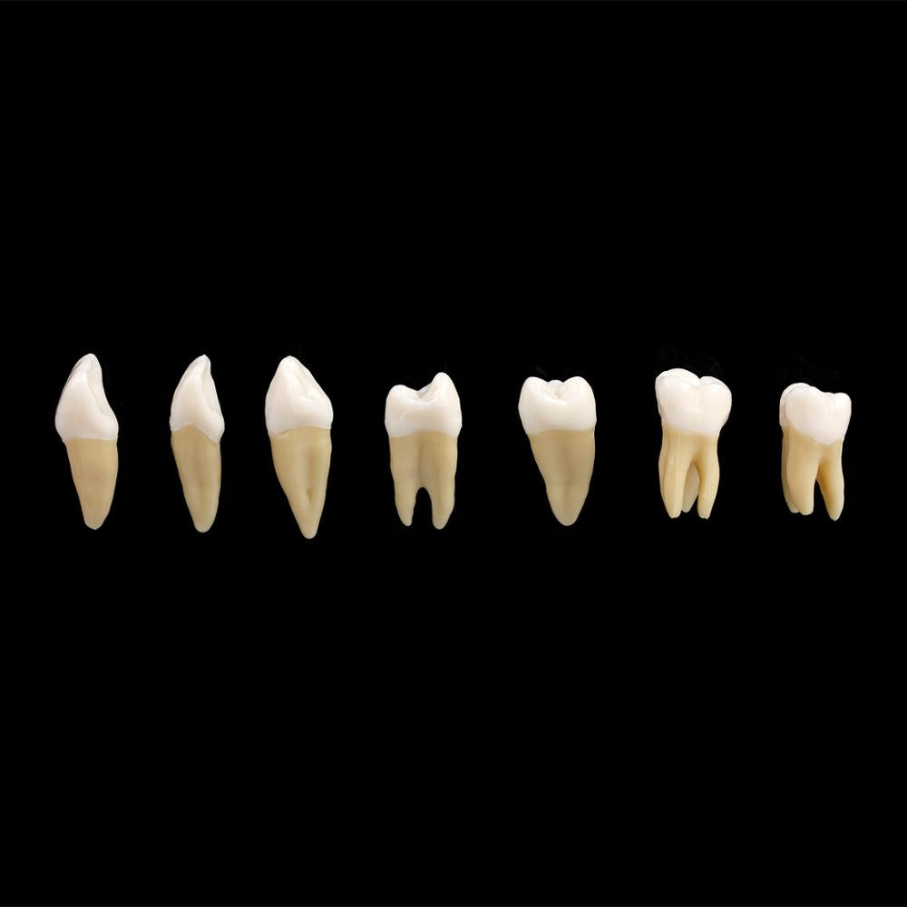 28PCS 1: 1 modello di studio di dimostrazione dei denti dell'impianto dentale