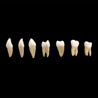 28PCS 1: 1 modello di studio di dimostrazione dei denti dell'impianto dentale