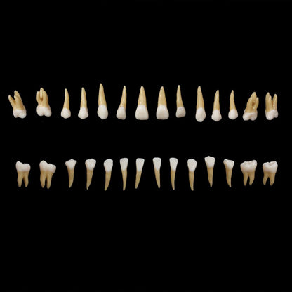 28PCS 1: 1 modello di studio di dimostrazione dei denti dell'impianto dentale