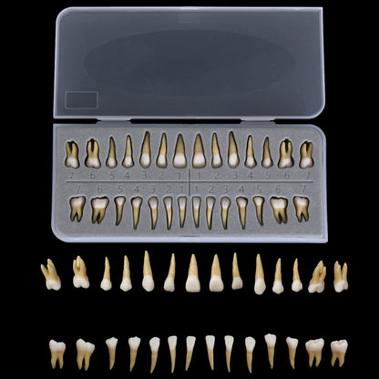 28PCS 1: 1 modello di studio di dimostrazione dei denti dell'impianto dentale