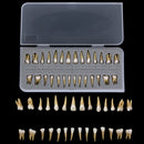 28PCS 1: 1 modello di studio di dimostrazione dei denti dell'impianto dentale