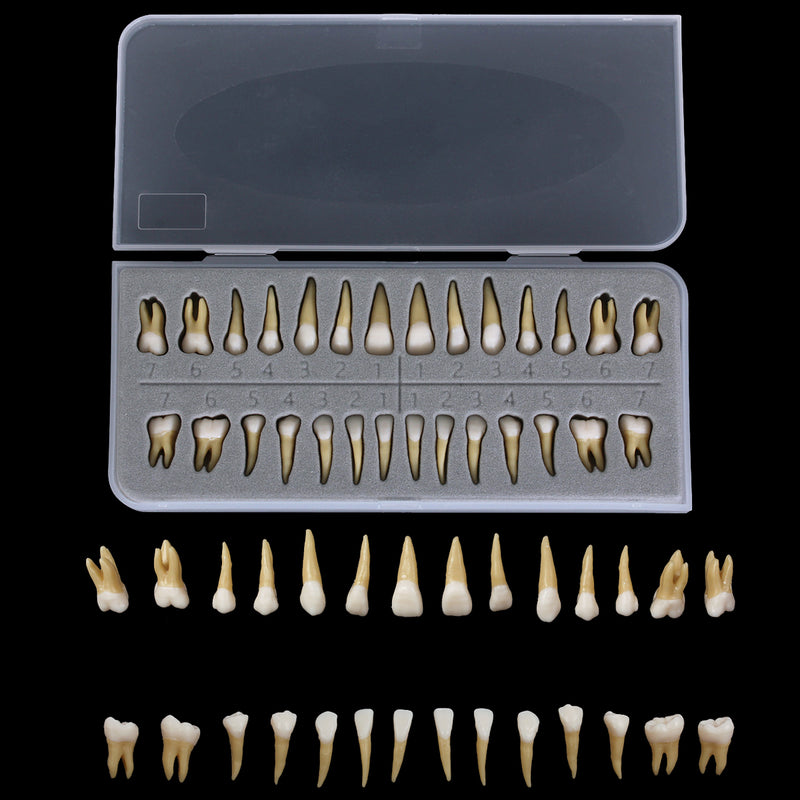 28PCS 1: 1 modello di studio di dimostrazione dei denti dell'impianto dentale