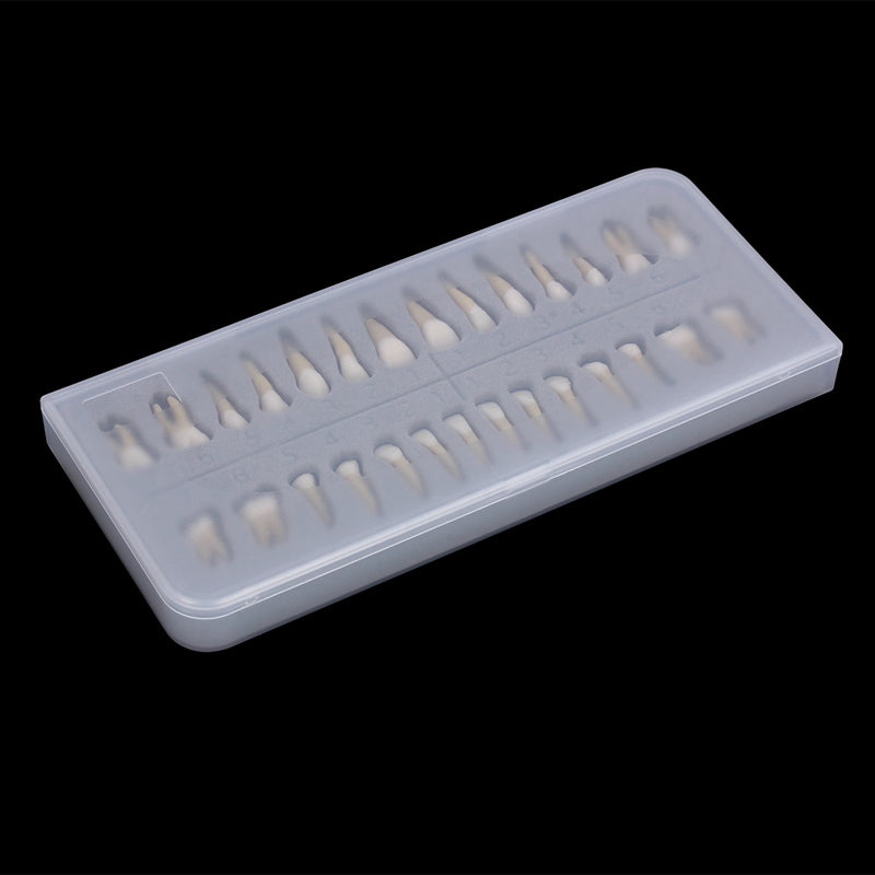 28PCS 1: 1 Dental Implant Teeth Demonstration Teach Study Model